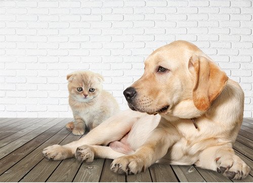 Bando di avviso contributo per spese veterinarie